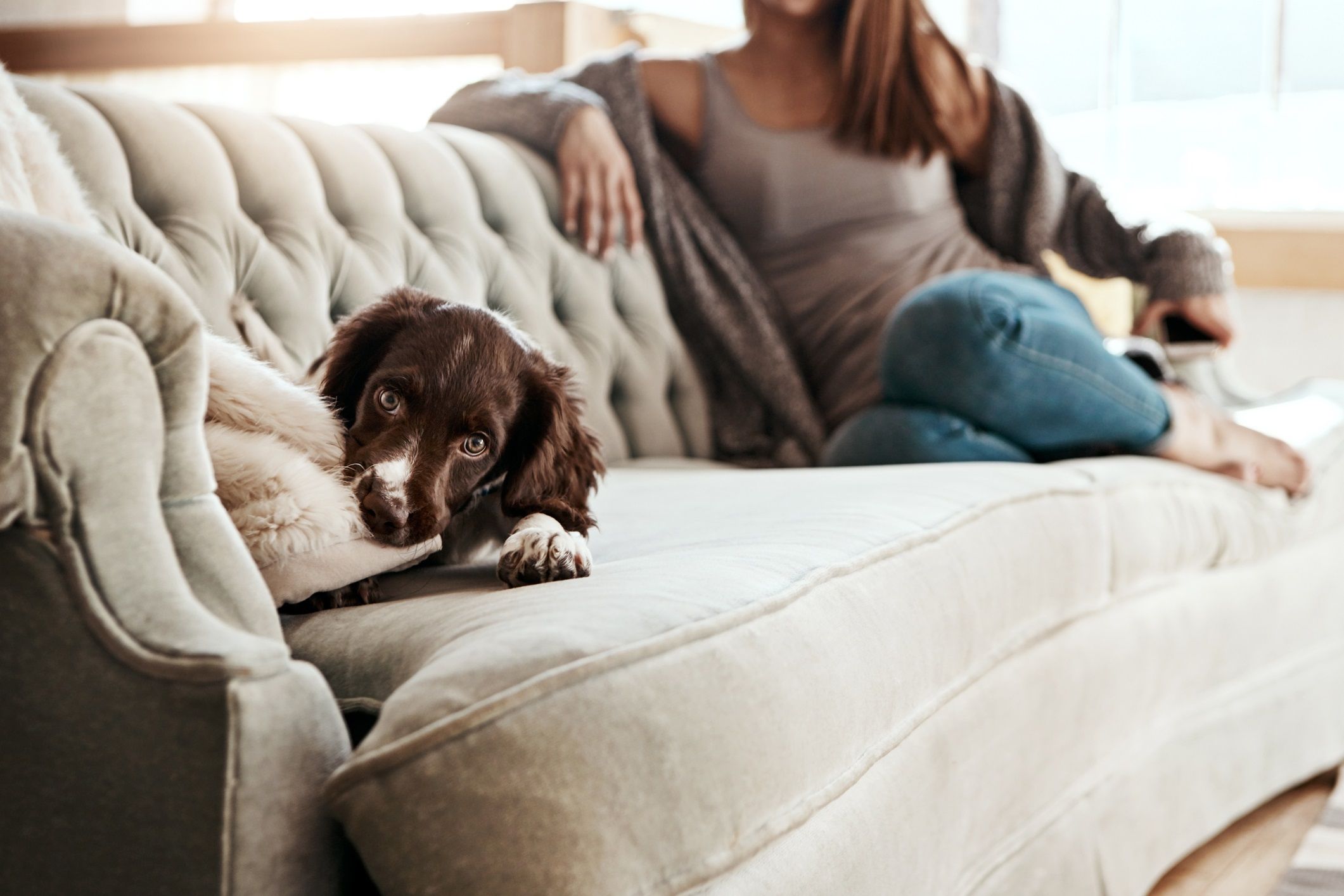 Pet friendly apartments at Broadway Apartments
